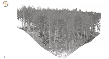 森林の点群画像
